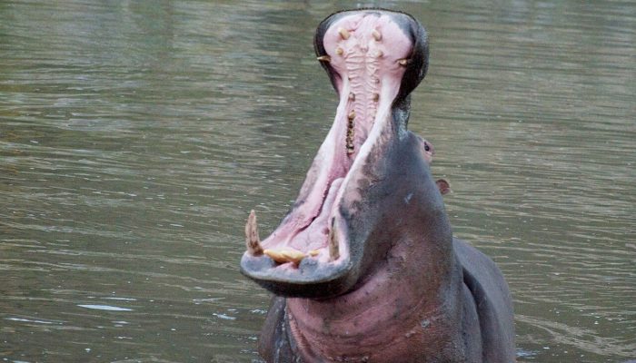 Hippo_mouth_opening.jpg