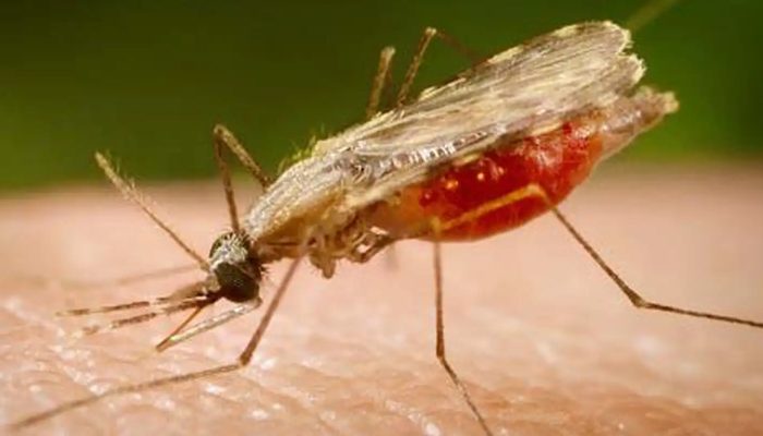 anopheles.portalbiologia.jpg