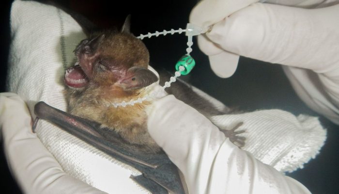 ilha_grande_se_torna_area_de_conservacao_de_morcegos04.jpg