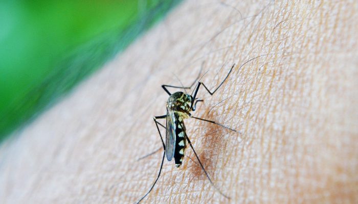 mosquito-213805_1920.jpg