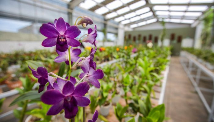 orquidario-praia-grande1.jpg