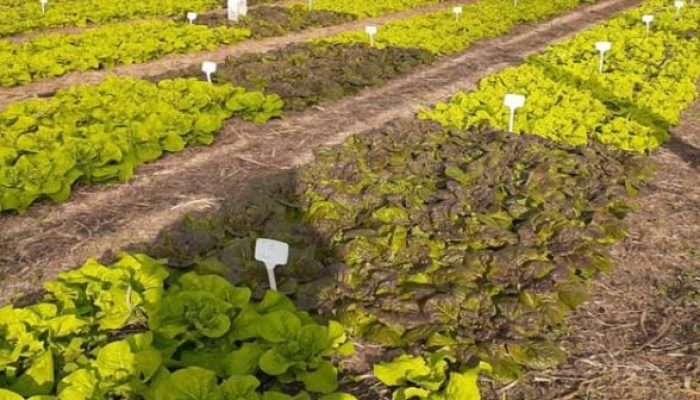 plantacao-de-alface.jpg